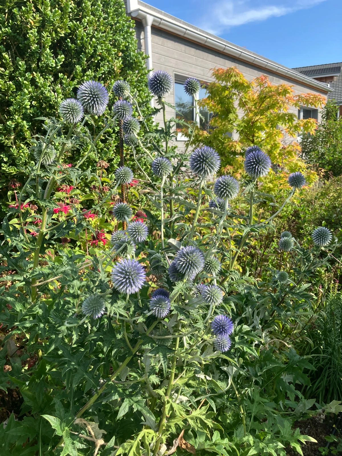 Blühende Kugeldisteln im Garten