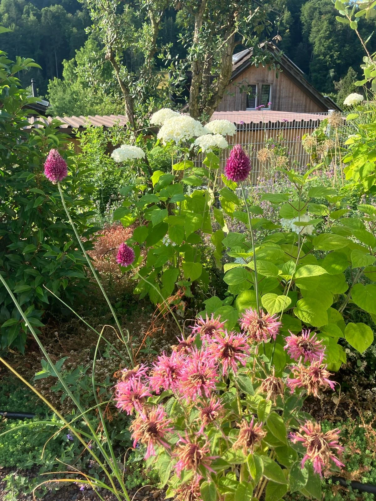 Blühender Garten beim Minihaus Rüschegg