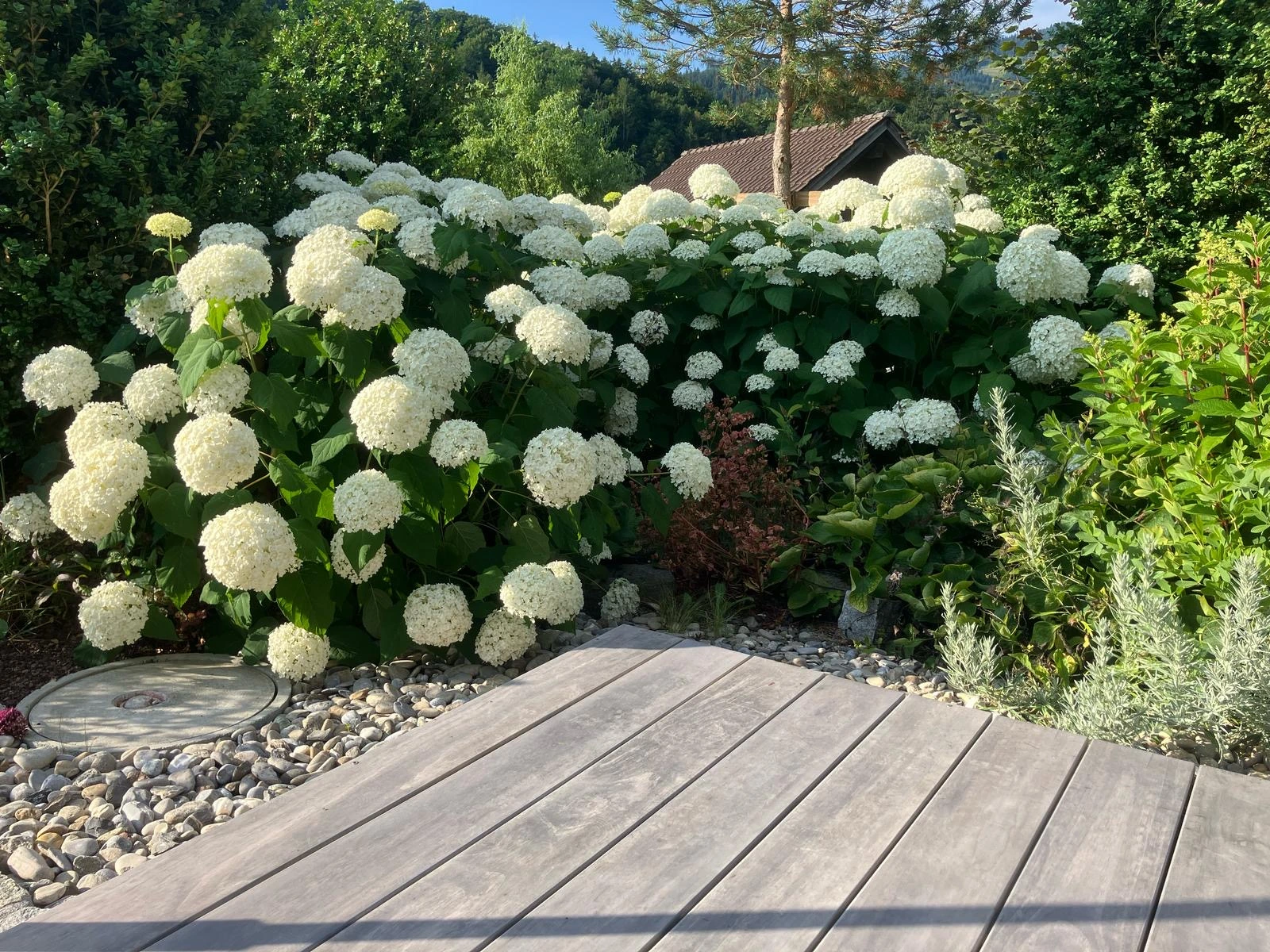 Weisse Hortensien im Garten des Minihauses